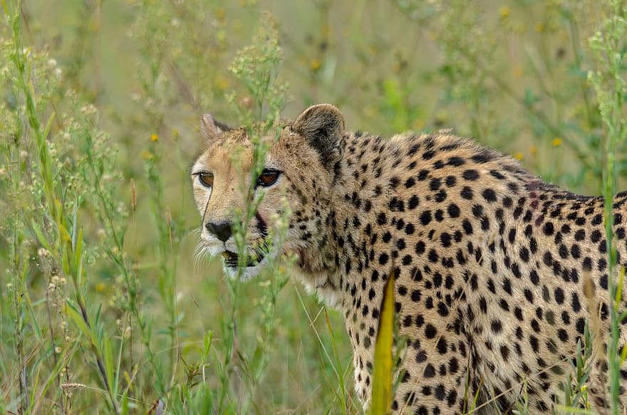 eläin, gepardi, nisäkäs, laji, eläimistö, villieläimet, Bothong Rhino Lion -luonnonsuojelualue, Gauteng, luonto, Etelä-Afrikka, eläimiä