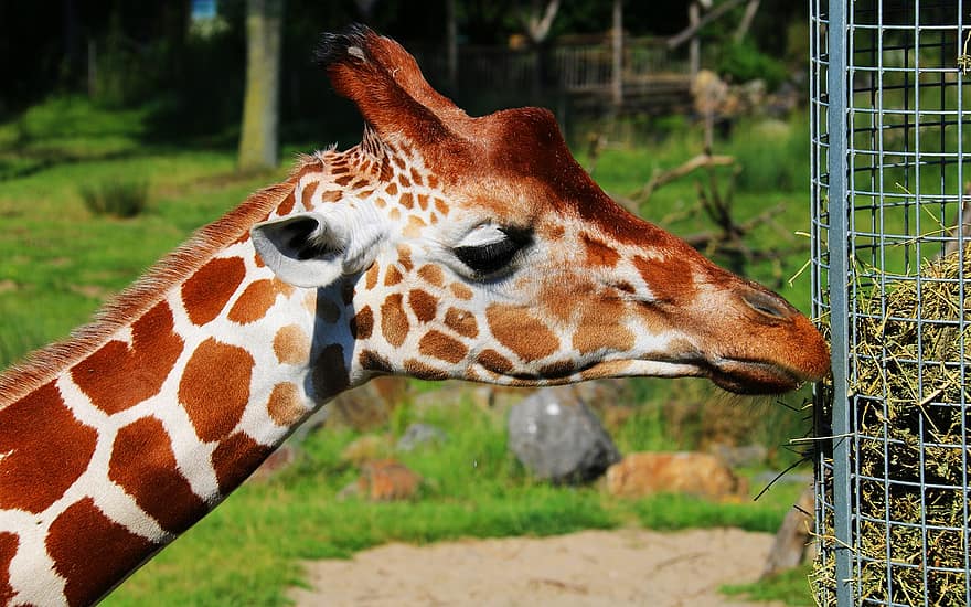 žirafa, krk, puntíkovaný, volně žijících živočichů, Příroda, zvíře, savec, park, zoo