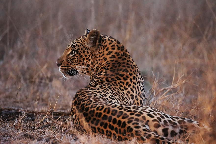 leopárd, nagy macska, vad, vadvilág, szafari, vadmacska, ragadozó, macska, állat, Afrika, vadon