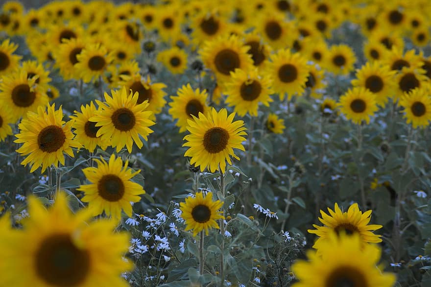 Sunflower, Flower, Summer, Nature, Joy, Agricultural, Field