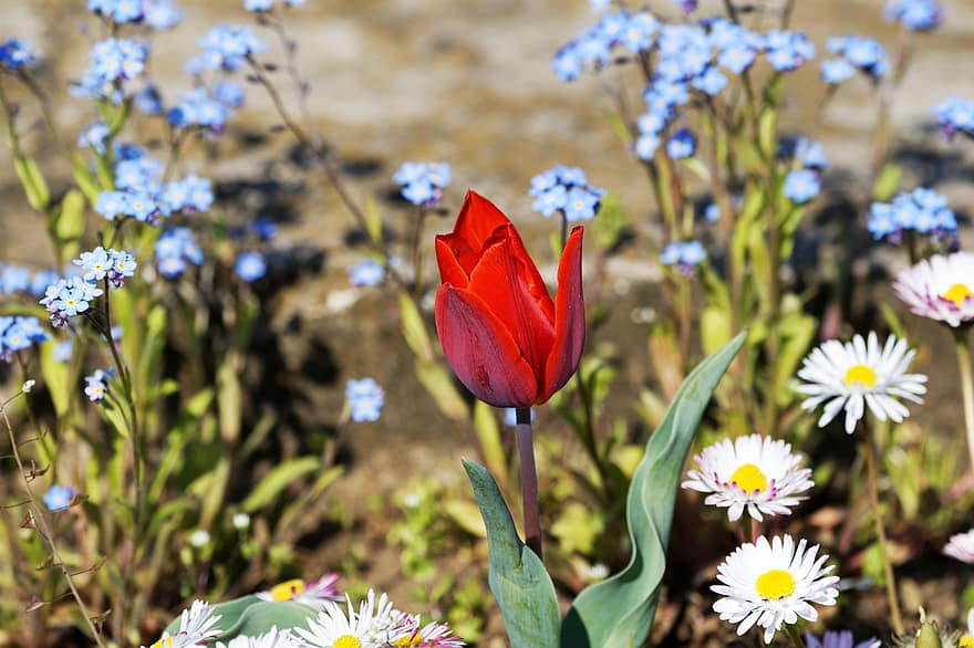 blomster, tulipaner, petals, hage, tusenfryd, vår, flora, blomst, anlegg, sommer, våren