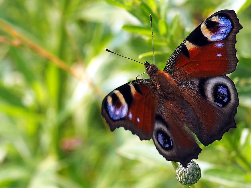 motyl, owady, Niżny Nowogród, piękno, skrzydełka, anteny, owad, zbliżenie, wielobarwne, makro, zielony kolor