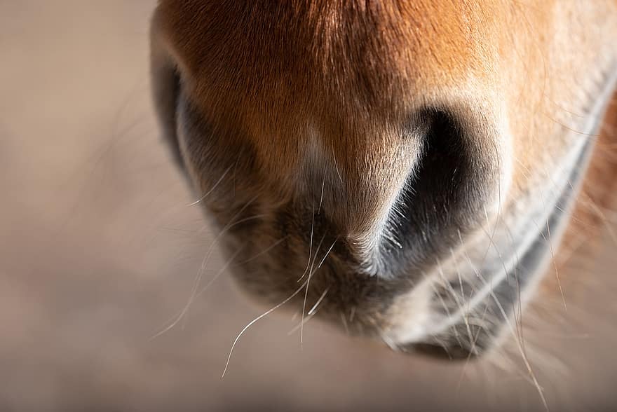 häst, munkorg, näsborrar, ponny, djur-, däggdjur, päls, hår, näsa, mun, häst-