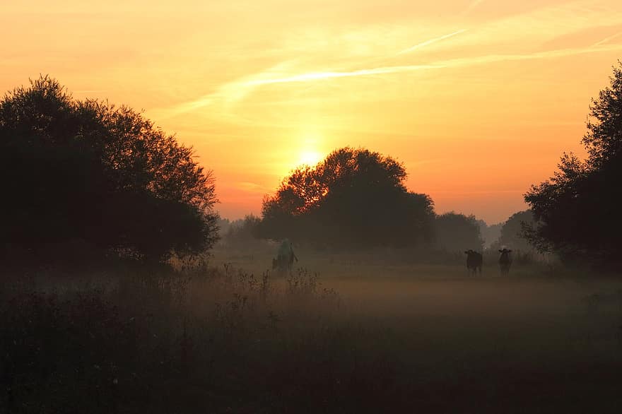Ανατολή ηλίου, δέντρα, ομίχλη, πρωί, αγελάδες, βοσκή, ήλιος, σύννεφα