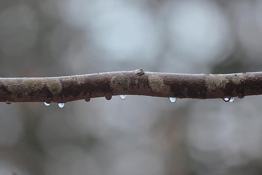 frío, rama, gota de agua, fondo borroso, invierno, escarcha, gotas, fotografía, de cerca, hoja, árbol