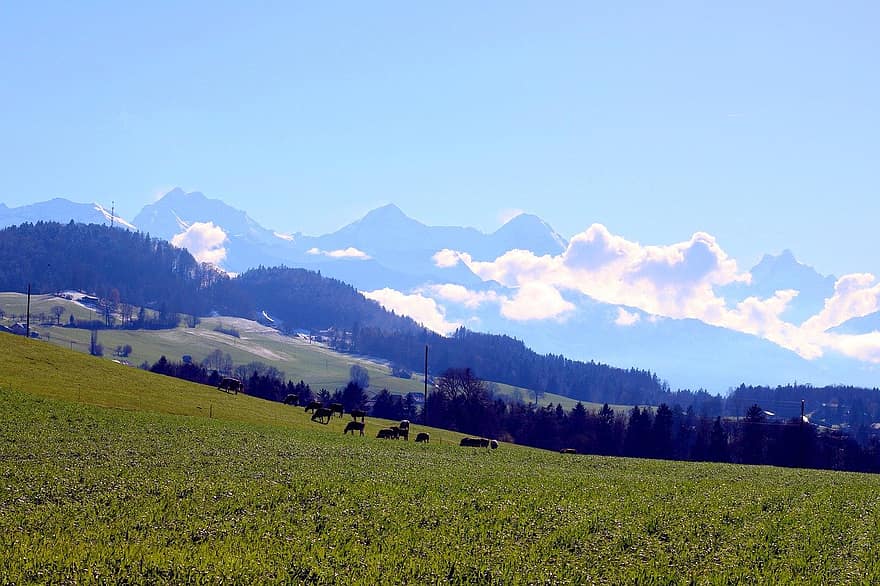 góry, Park Przyrody Gantrisch, łąka, drzewa, pasmo górskie, krajobraz, Natura, Oberland Berneński, Szwajcaria, wiejski, scena wiejska