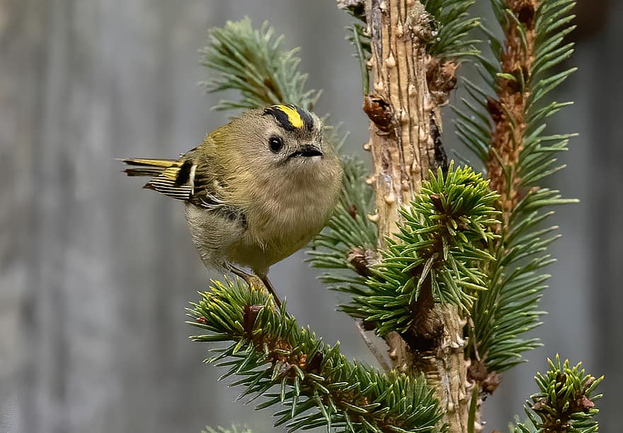 Goldcrest, Bird, Branch, Perched, Animal, Songbird, Wildlife, Plumage, Beak, Tree, Nature