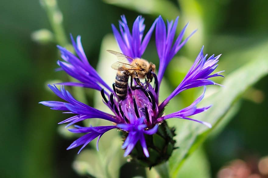 Nature, Garden, Spider Flower, Blossom, Bloom, Insect, Bee, Pollinate, Entomology, Botany, close-up