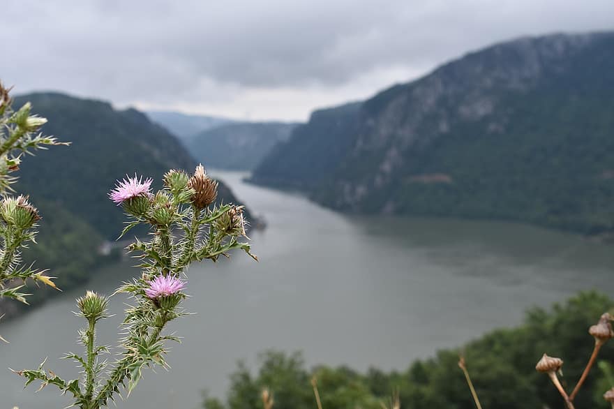 नदी, थीस्ल, फूल, पौधों, सर्बिया, djerdap, डेन्यूब, रोमानिया, प्रकृति, सीमा चिन्ह