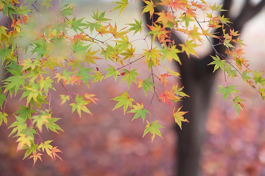 紅葉、カエデ、秋、葉、木、黄、森林、シーズン、マルチカラー、鮮やかな色、ブランチ