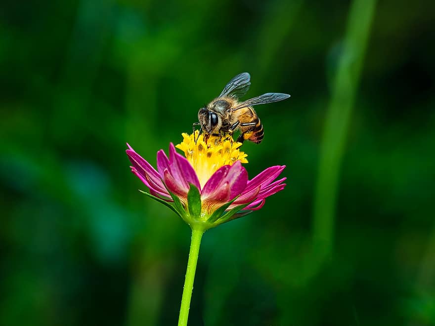 μέλισσα, έντομο, γονιμοποιώ άνθος, γονιμοποίηση, λουλούδι, φτερωτό έντομο, παρασκήνια, φύση, υμενοπτέρα, εντομολογία
