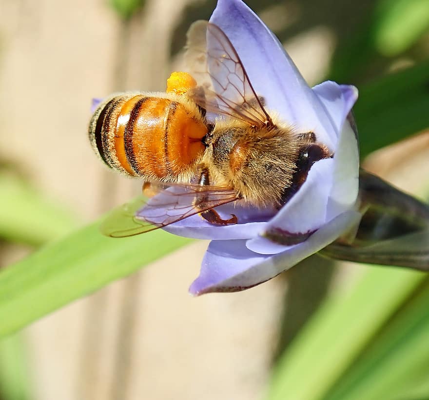včela, hmyz, pyl, květ, rostlina, volně žijících živočichů, zahrada