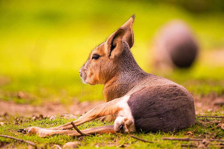 kenguru, Australia, baby, dyr, natur, pungdyr, dyreliv, vill, pattedyr, wallaby, australske