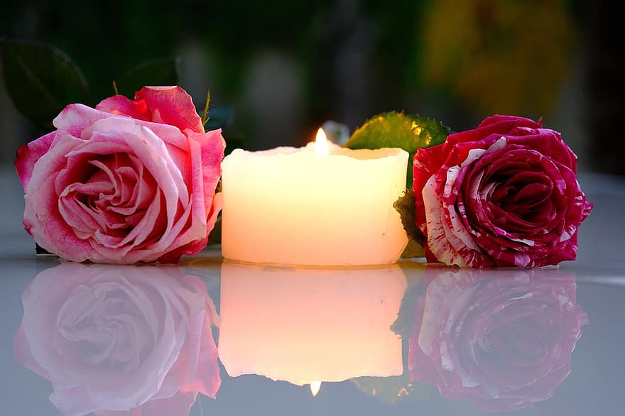 rosas, vela, reflexión, las flores, par, pétalos, pétalos de rosa, floración, flor, flor rosa, luz de las velas