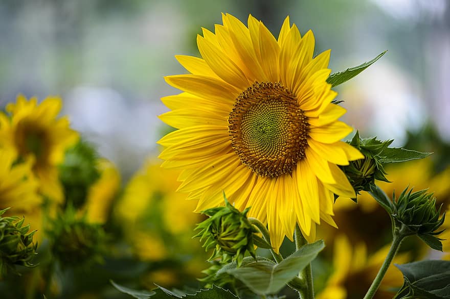 Sunflower, Flower, Buds, Petals, Yellow Flower, Bloom, Plant, Beautiful, Park, Garden, Nature