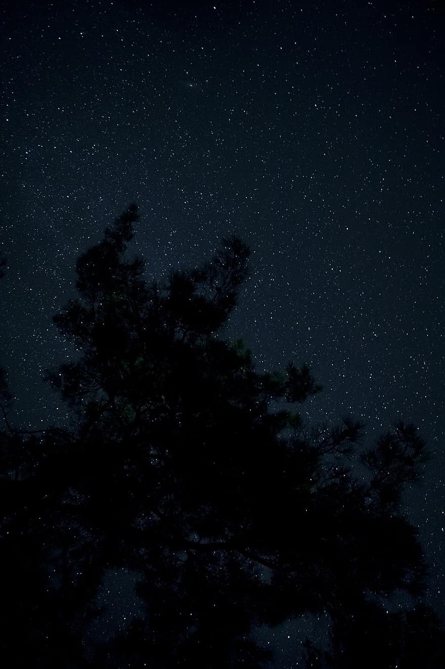 星、スペース、夜、長時間露光、木