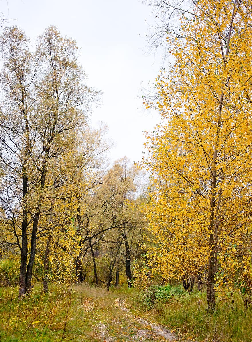 efterår, træer, natur, sæson, Skov, udendørs, ødemark, gul, blad, træ, oktober