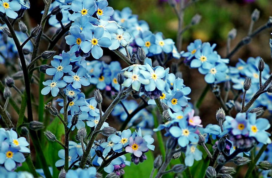 nie zapomnij mnie, kwiaty, ogród, niebieskie kwiaty, płatki, niebieskie płatki, kwiat, kwitnąć, flora, rośliny, zbliżenie