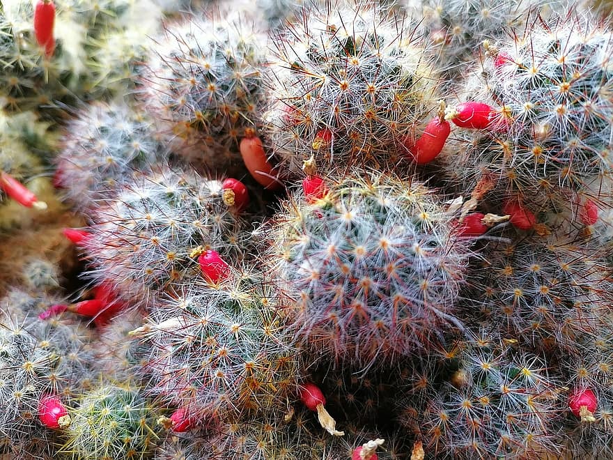 cactus, las flores, Fruta, plantas, textura, verde
