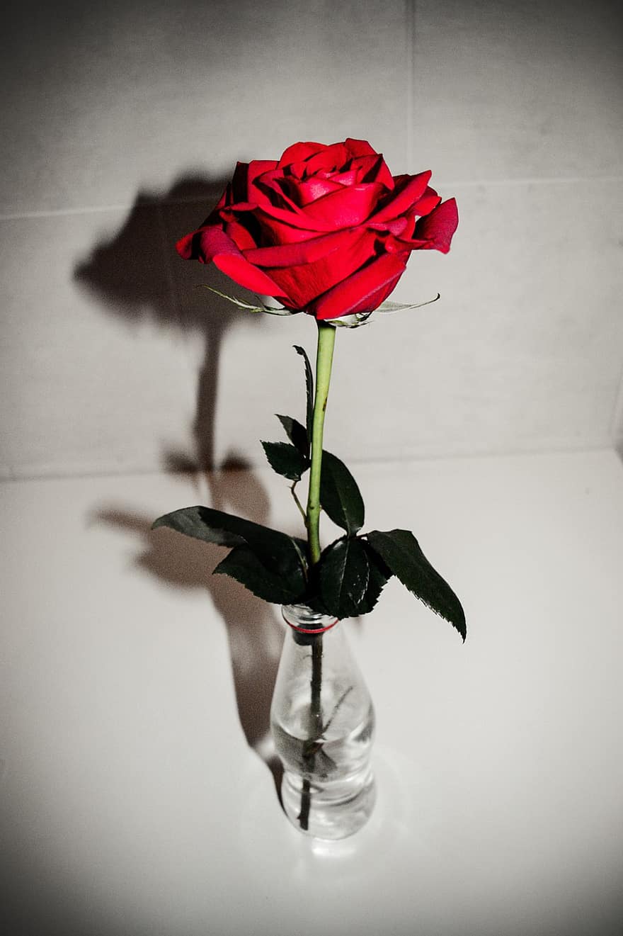 цветок, Роза, ваза, украшение, цветение, цвести, ботаника, лист, романс, крупный план, завод