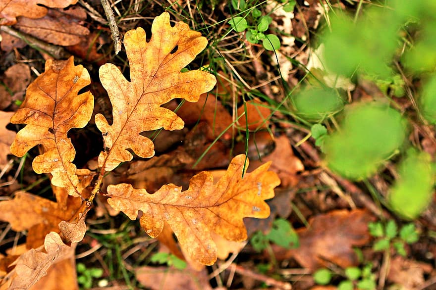 roble, hojas, otoño, hojas de roble, hojas de otoño, follaje, naturaleza, temporada, de cerca