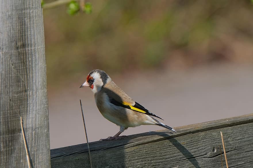 Goldfinch, fugl, avian, natur
