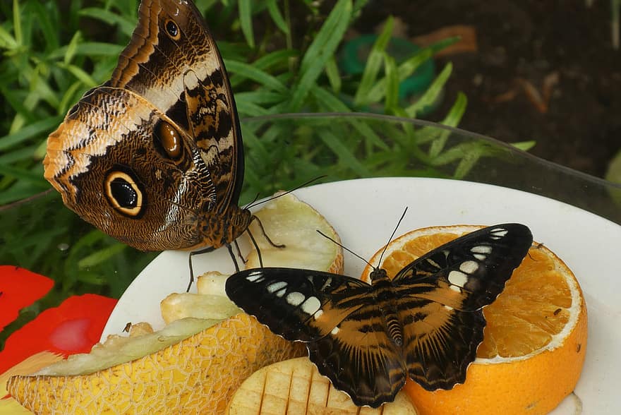 Butterfly, Food, Power Supply, Fruit, Animal, Exotic, Tropical, Wing