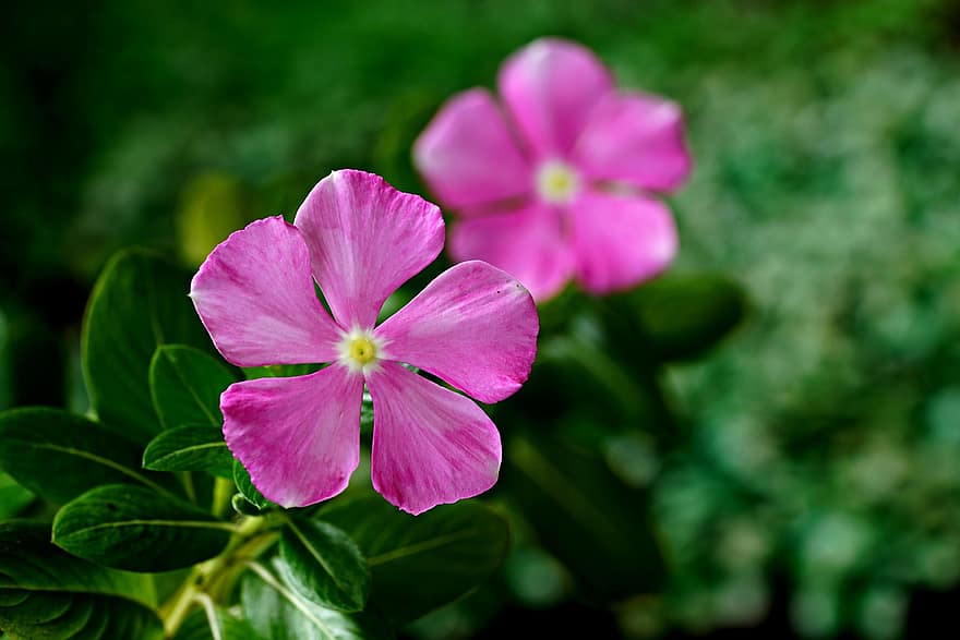 ツルニチニチソウ、フラワーズ、ピンクの花、花びら、ピンクの花びら、咲く、花、植物、フローラ、自然