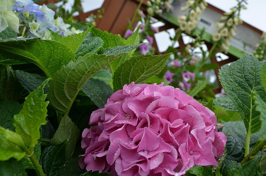 hortensie, floare, roz hortensie, floare roz, frunze, a inflori, plantă, natură