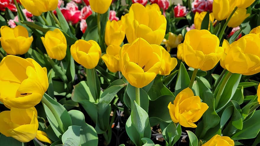 tulipány, květiny, rostlin, žluté tulipány, okvětní lístky, květ, flóra, Příroda
