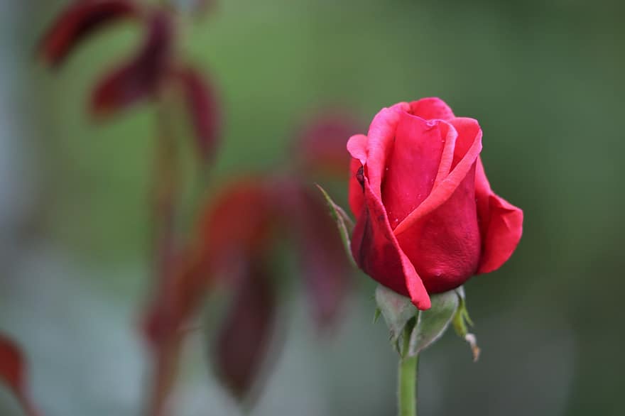 czerwony aksamit różany, symbol miłości, romantyk, kwiat, płatki, zielone liście, rozkwiecony, wiosna, Natura