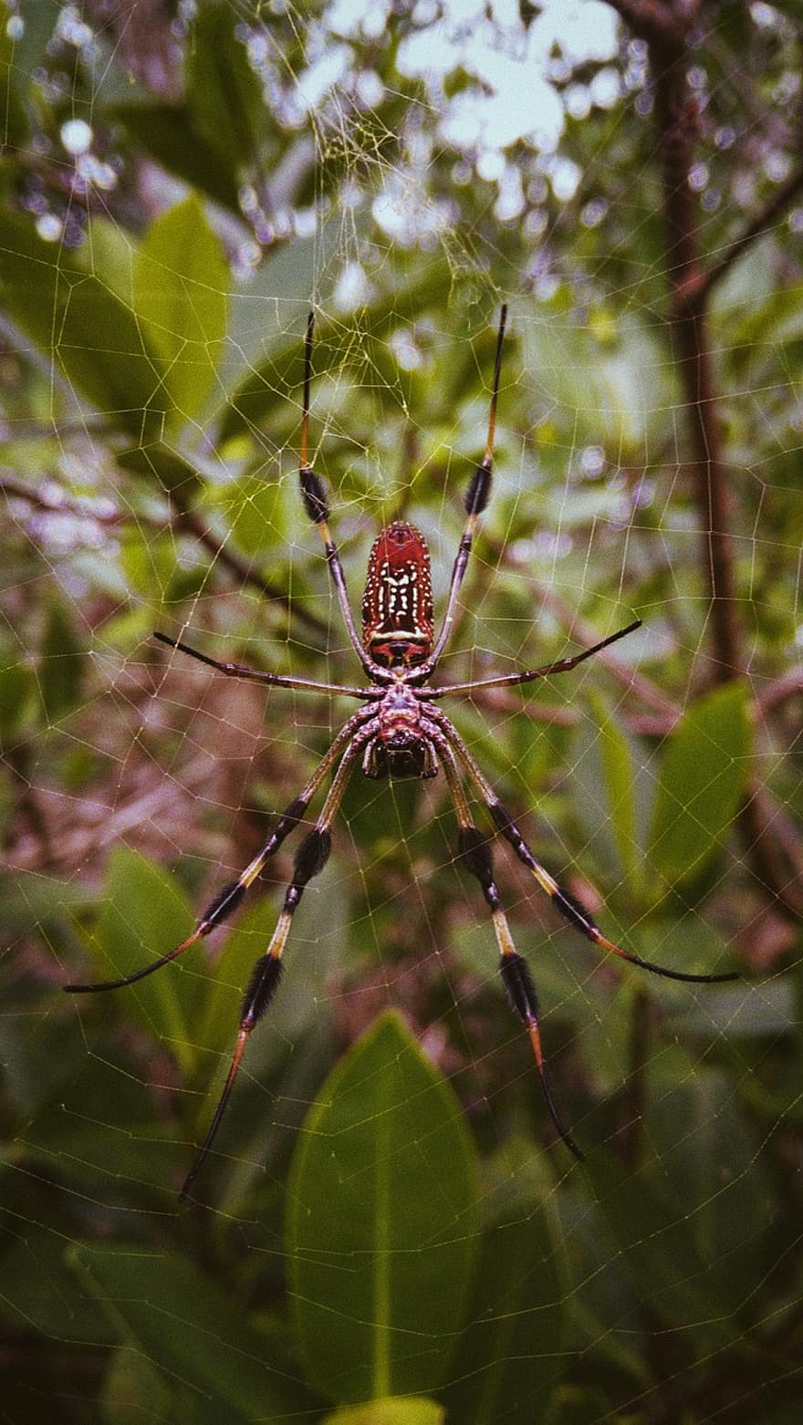 edderkop, arachnid, web, spindelvæv, edderkoppespind, dyr, dyreliv, eksotisk, giftig, blade, løv