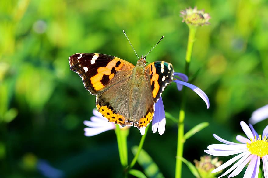 Pequena borboleta extravagante, vanessa cardui, senhora pintada, borboleta, insetos, asa, folha, natureza, floresta, madeira, jardim