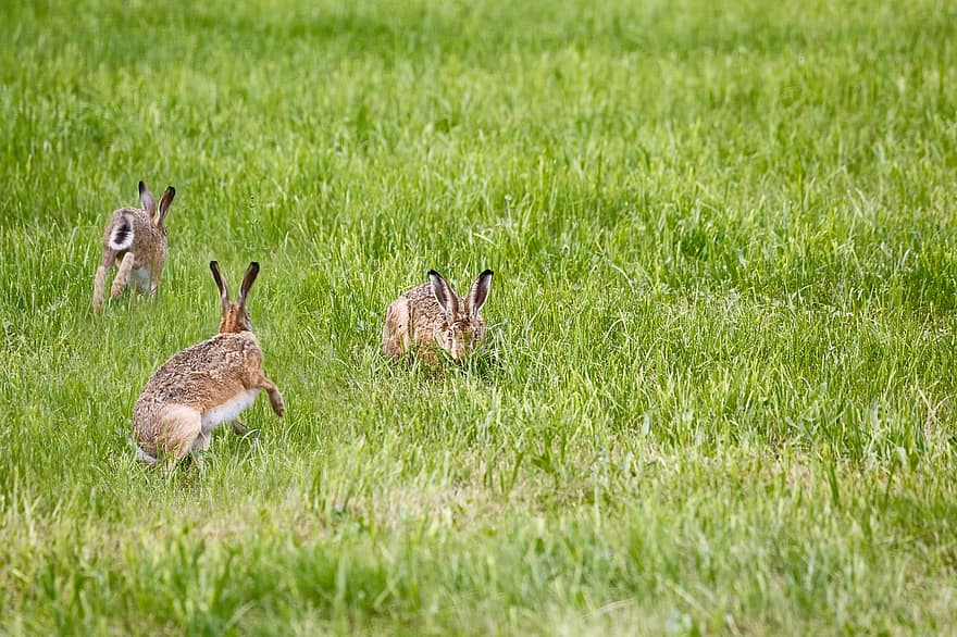 tavşan, çayır, uzun kulaklı, doğa, vahşi, çimen, kulaklar, freilebend, kürk, sevimli, vahşi hayvan