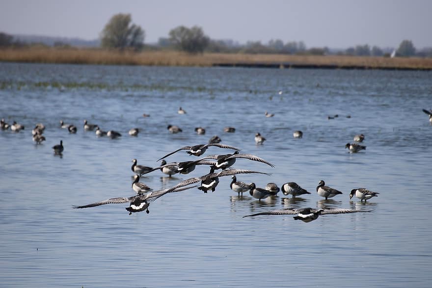 Ducks, Birds, Lake, Flight, Migration, Landing, Water
