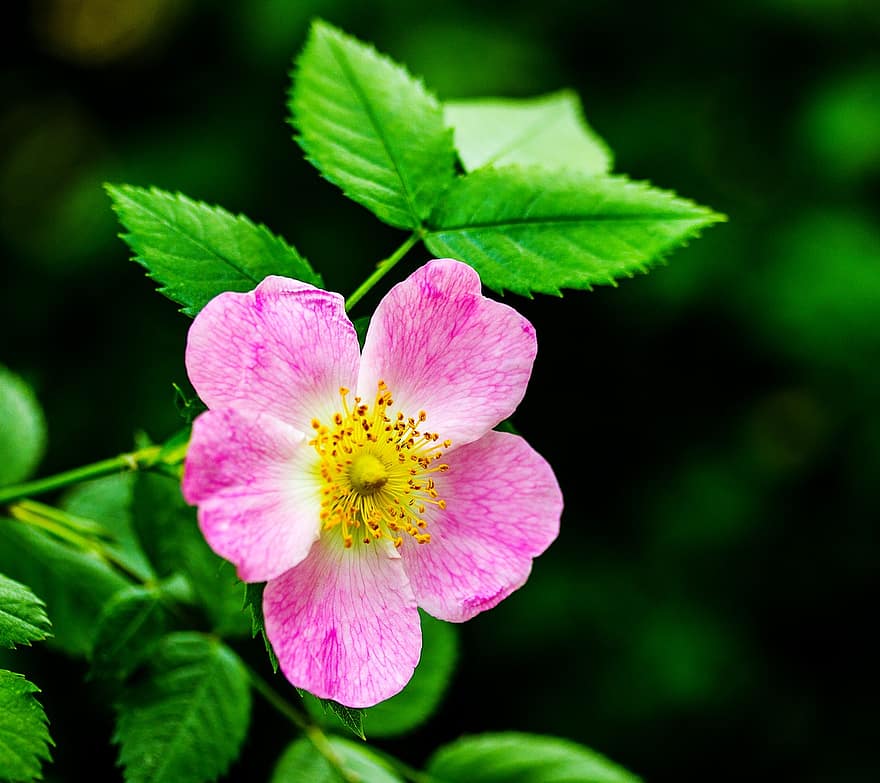 rosa de gos, flor, flor rosa, pètals, pètals de color rosa, florir, flora, planta, naturalesa