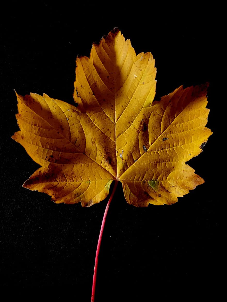 лист, кленовий листок, осінь, природи, жовтий, впритул, Рослина, фони, сезон, яскравий колір, різнокольорові