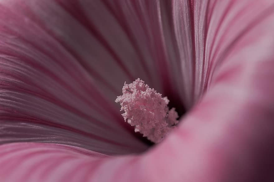 Flower, Blossom, Bloom, Pink Flower, Rubber Stamp, Plant, Nature, Close Up, Pink, close-up, pink color