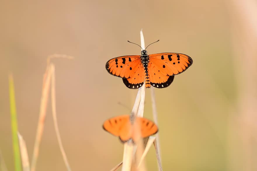 borboleta, inseto, inseto com asas, Asas de borboleta, fauna, natureza, fechar-se, macro, multi colorido, asa animal, verão