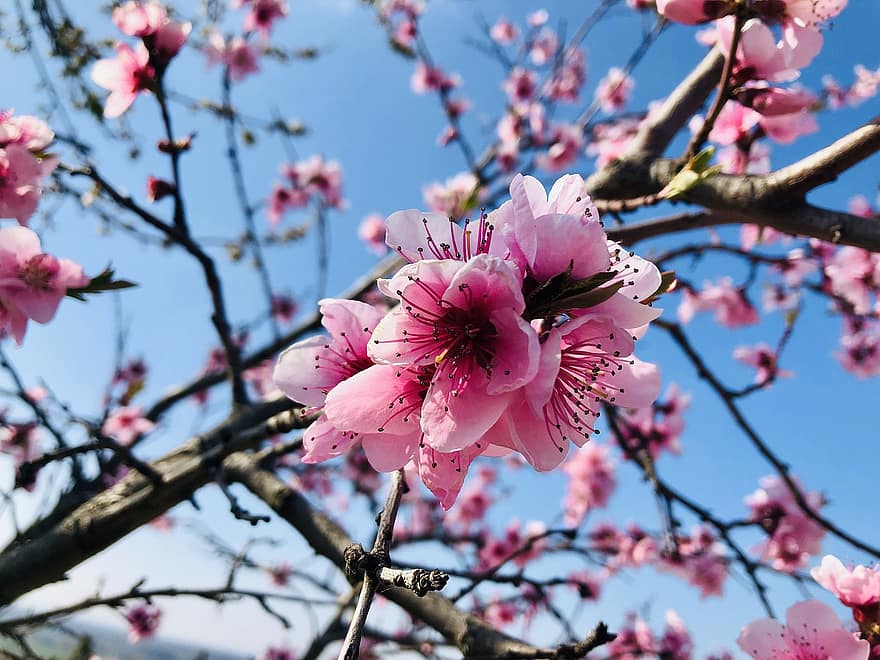 sakura, kukat, kirsikankukkia, vaaleanpunaiset terälehdet, terälehdet, kukinta, kukka, kasvisto, kevään kukat, luonto, vaaleanpunainen väri