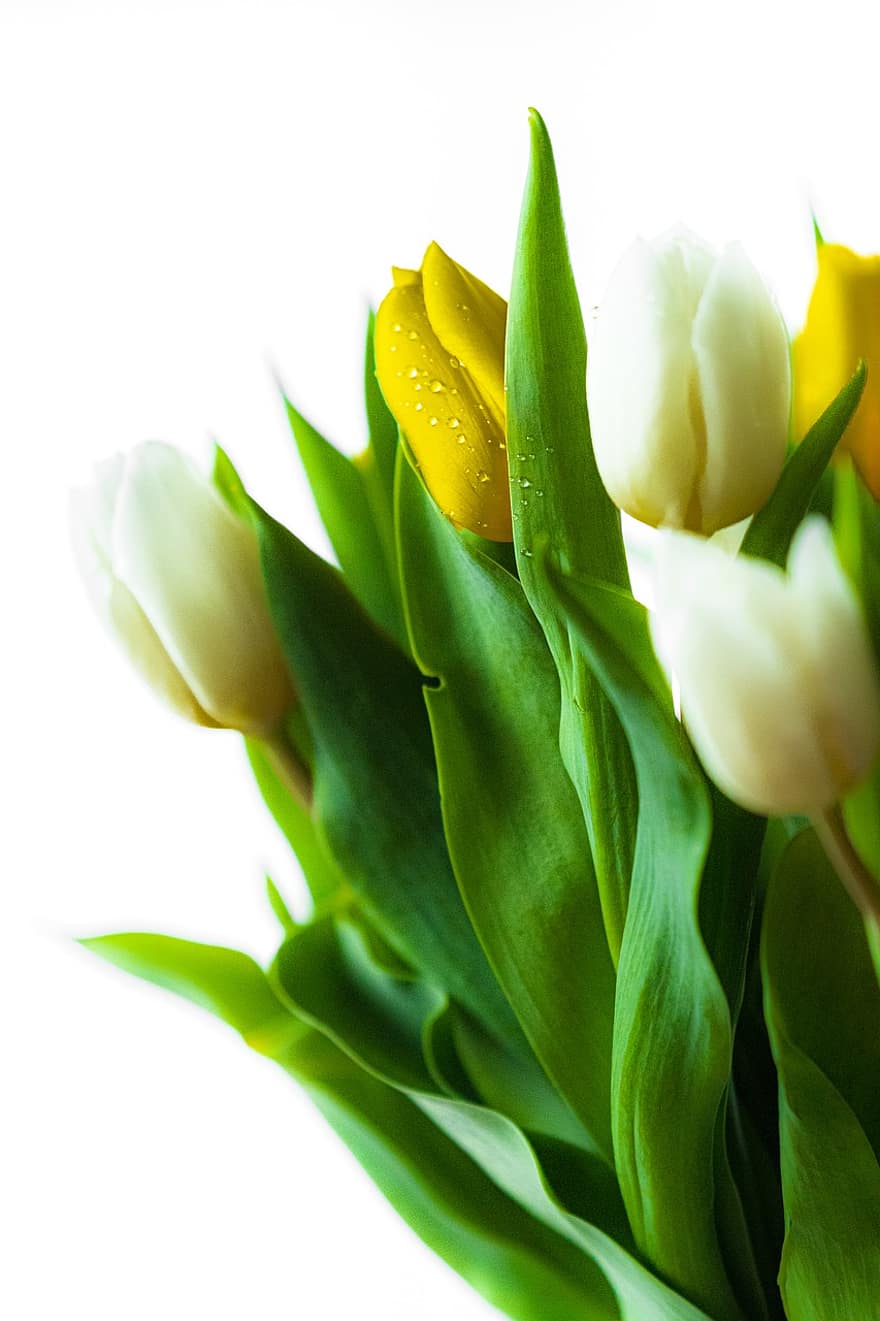 flor, tulipanes, jardín, primavera, naturaleza, floración, tulipán, color verde, planta, frescura, amarillo