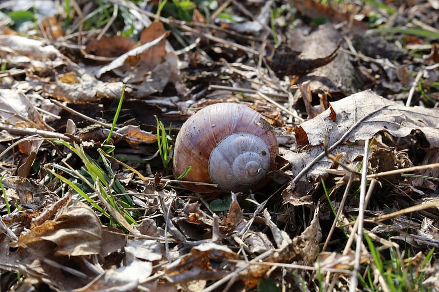 Snail, Nature, Grass, Close Up, close-up, macro, leaf, forest, plant, slimy, autumn