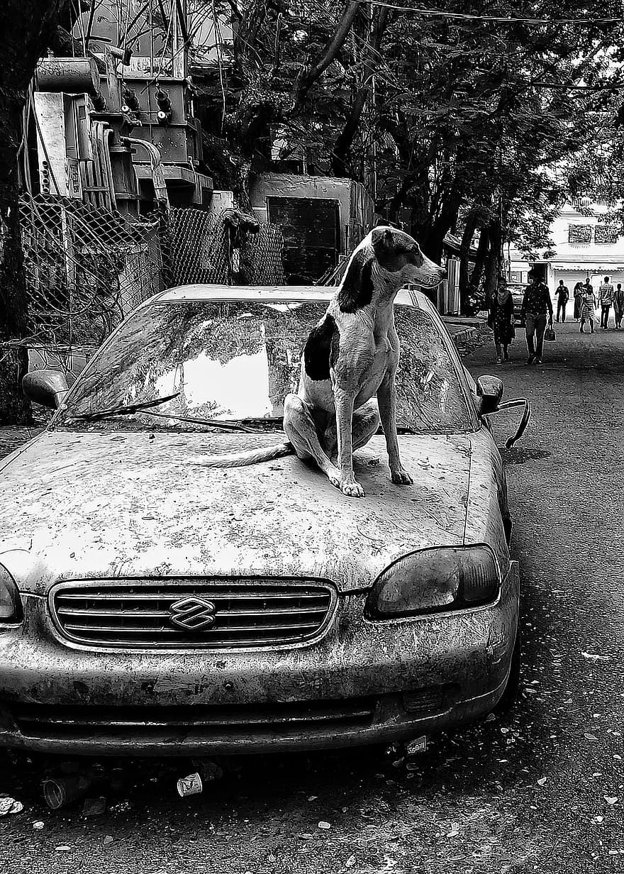 gos, mascota, sol, carrer, cotxe