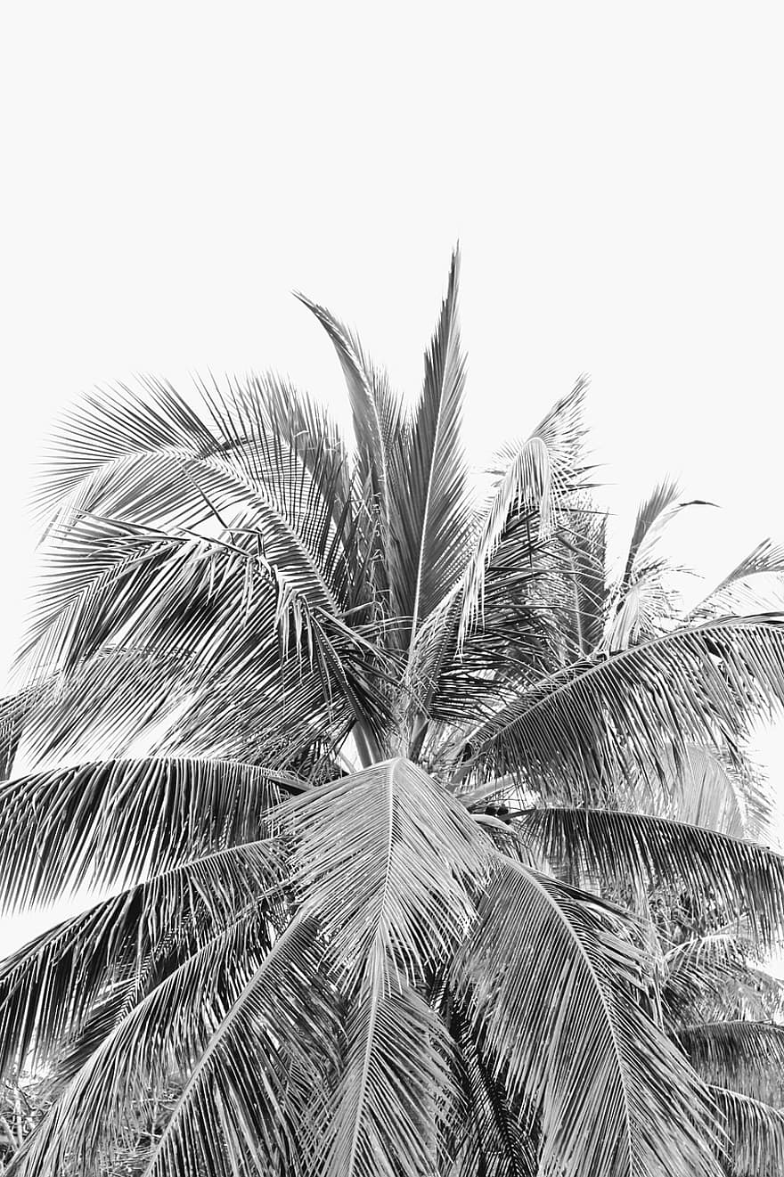 palma, foglia, tropicale, le foglie, estate, natura, giungla, botanica, botanico, bianco e nero, monocromatico