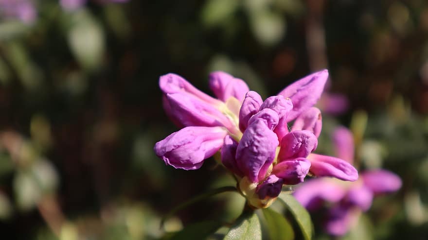 Rhododendron, Flowers, Pink Flowers, Spring, Nature, Garden, Plants, close-up, plant, flower, petal