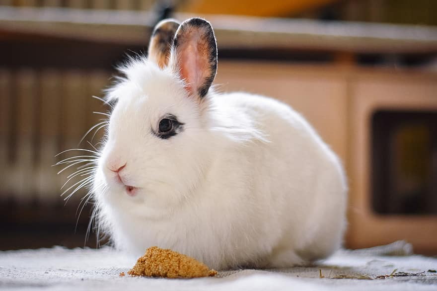 conill, mascota, conill nan, conill blanc, animal, nacional, bonic
