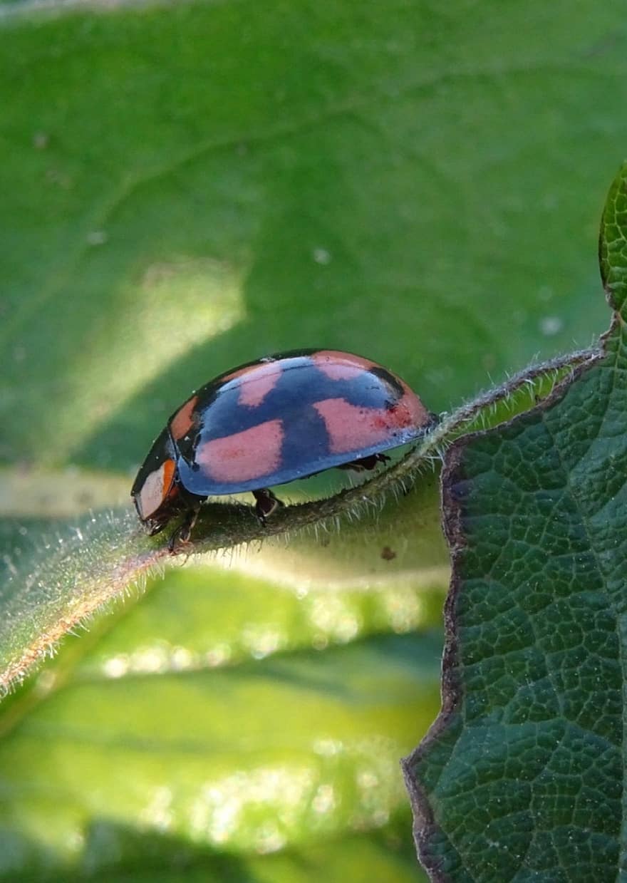 Ladybug, Beetle, Leaf, Bug, Insect, Plant, Nature