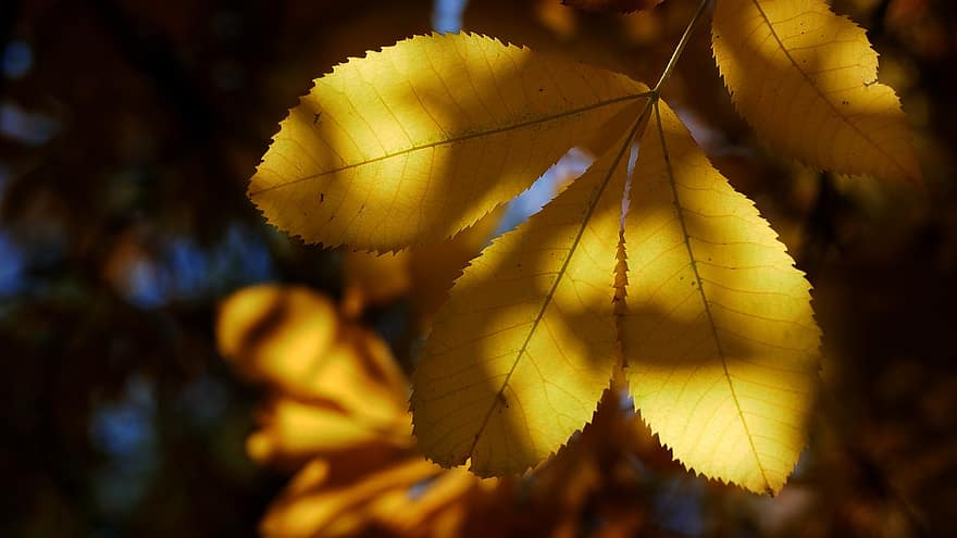 есен, листа, шума, есенни листа, есенна листа, есенния сезон, попадат зеленина, листо, жълт, дърво, сезон