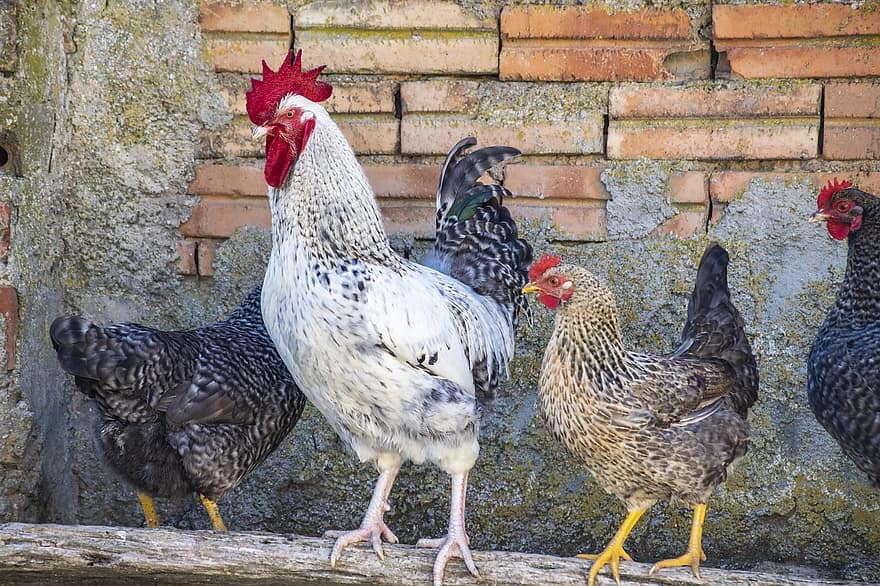 Gallo, galline, polli, uccelli, animali, maschio, femmina, pollaio, pettine di pollo, pollame, azienda agricola