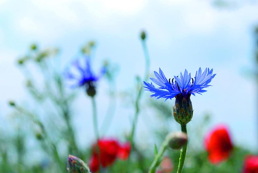 cornflowers, Prado, jardim, natureza, flores, flor, verão, plantar, fechar-se, cor verde, azul